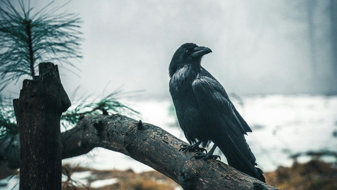 Carlos Castaneda: Leben, Werk und die Kontroverse um seine Lehren