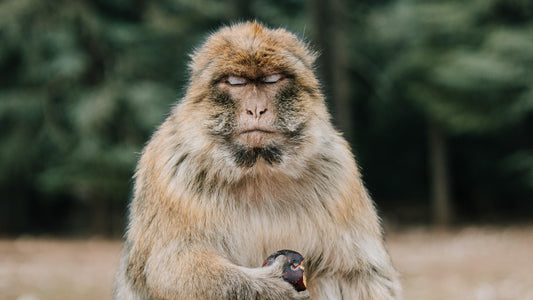 Krafttier Affe: Entdecke deine innere Freude & Spontanität