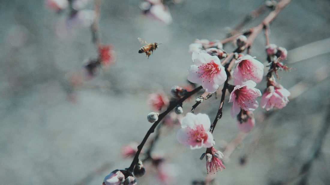 Krafttier Biene: Symbol für Gemeinschaft, Fleiß & die Süße des Lebens
