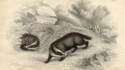 Dachs als Krafttier: Schutz, Erdung & innere Weisheit