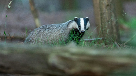 Krafttier Dachs: Die Kraft der Erdung und des Willens