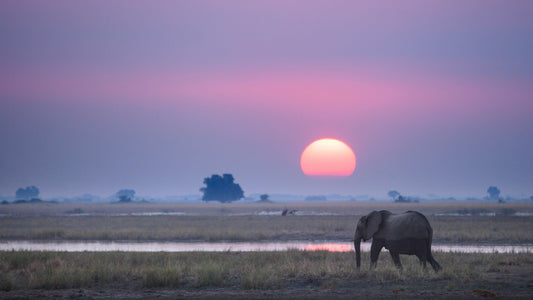 Krafttier Elefant: Erdung, Schutz & innere Stärke
