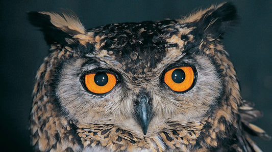 Krafttier Eule: Entdecke deine innere Stärke & Weisheit