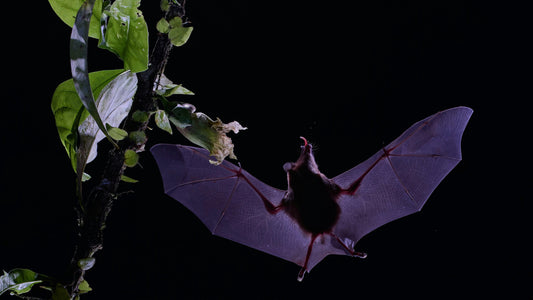 Krafttier Fledermaus: Transformation, Neubeginn & innere Stimme