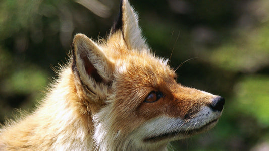Krafttier Fuchs: Entdecke deine innere Stärke & Intuition