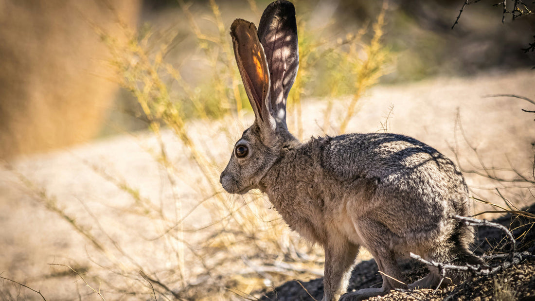 Krafttier Hase: Botschafter der Fülle, des Mutes & der Intuition