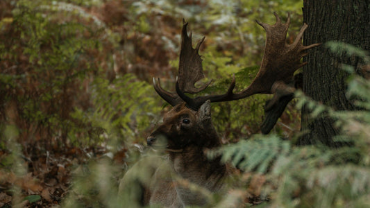 Krafttier Hirsch: Entdecke deine innere Stärke & Verbindung zur Natur