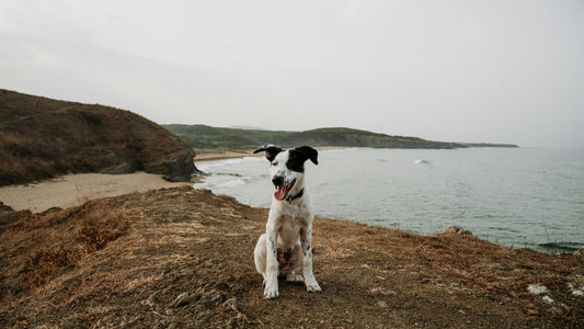 Krafttier Hund: Entdecke deine innere Stärke & Intuition