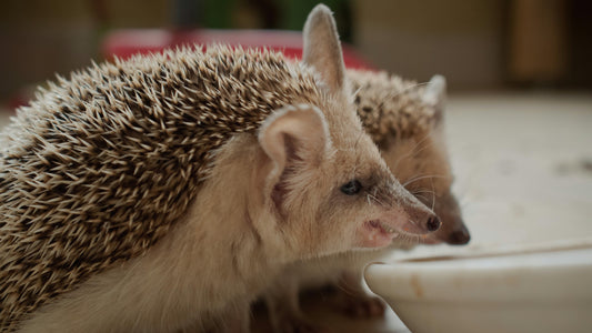 Krafttier Igel: Abgrenzung, Sicherheit & innere Stärke