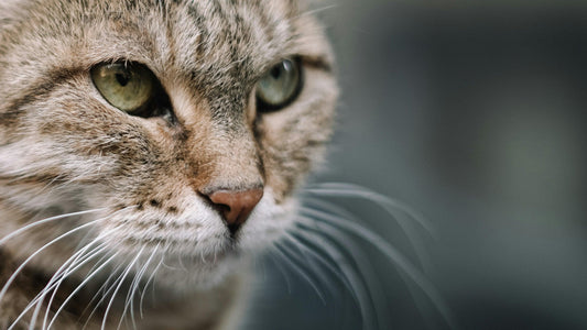 Krafttier Katze: Unabhängigkeit, Weiblichkeit & Mystik