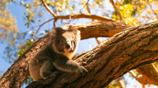 Krafttier Koala: Gelassenheit, Entspannung & innere Balance