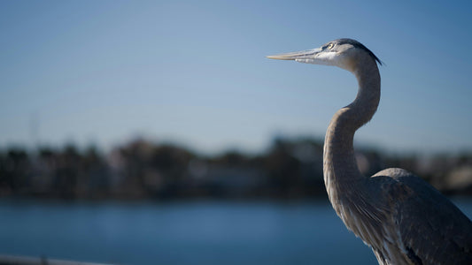 Krafttier Kranich: Glück, Langlebigkeit & Transformation