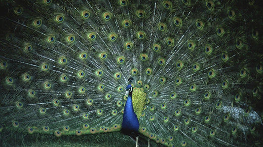 Krafttier Pfau: Entdecke deine innere Schönheit & Ausdruck