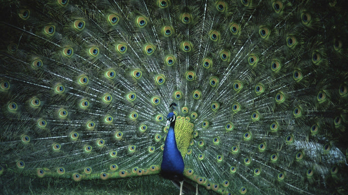 Krafttier Pfau: Entdecke deine innere Schönheit & Ausdruck – spirituelle Bedeutung & Wissen | Temple of Desire