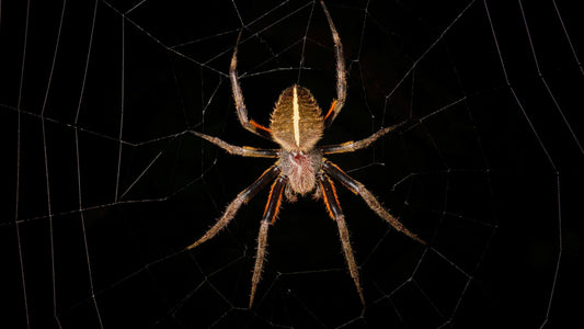 Krafttier Spinne: Entdecke deine innere Stärke & Kreativität