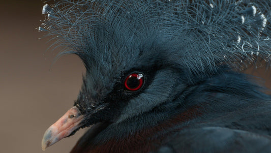 Krafttier Taube: Entdecke deine innere Harmonie & Frieden