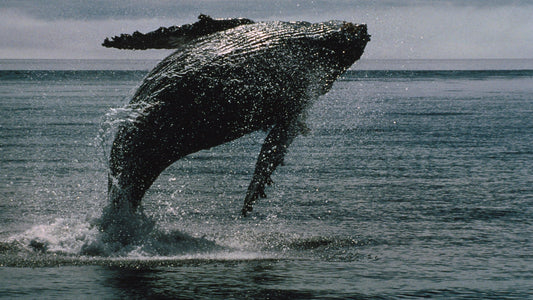 Krafttier Wal: Tiefe, Intuition & emotionale Heilung