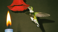 Grün schillernder Kolibri im Schwirrflug vor einer roten Blüte, warmes Kerzenlicht von links