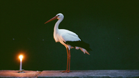 Weißstorch auf einem Steinsims im Kerzenlicht vor dunkelgrüner Wand — spirituelle Bedeutung des Storchs als Krafttier