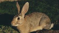 Wildkaninchen mit graubraunem Fell, dunklem Auge und weißem Stummelschwanz sitzt im Seitenprofil im kurzen Gras, warmes Seitenlicht