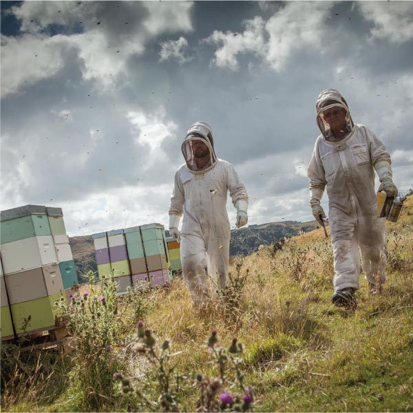 Zwei Imker in Schutzanzügen zwischen Bienenstöcken in Neuseeland