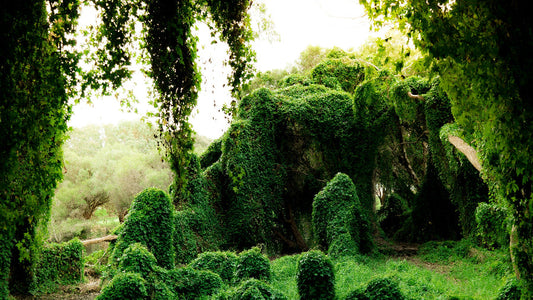 Geomantie im Alltag: Energie Zuhause harmonisieren