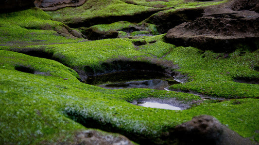 Heilige Orte: Geomantische Bedeutung & Kraftplätze