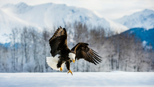 Krafttier Adler: Stärke, Freiheit & spirituelle Führung