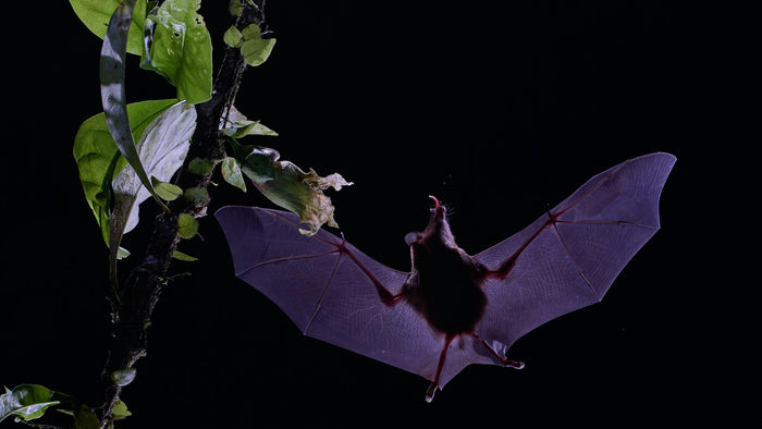 Krafttier Fledermaus: Transformation, Neubeginn & innere Stimme – spirituelle Bedeutung & Wissen | Temple of Desire
