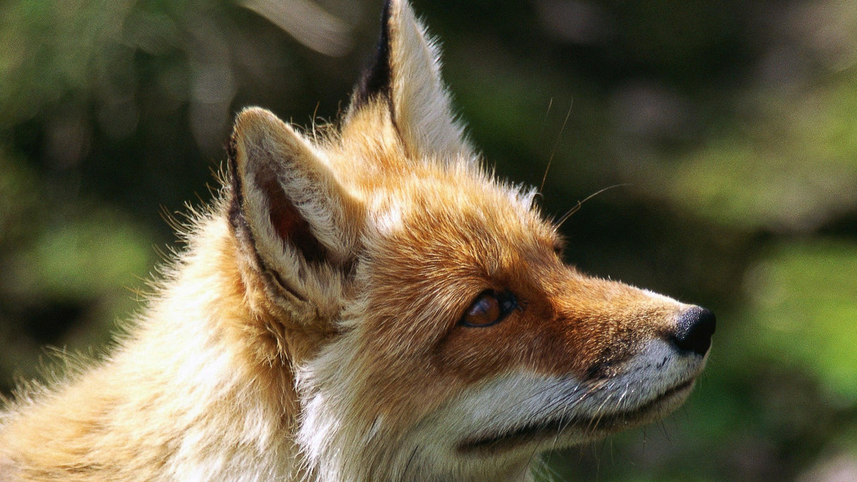 Krafttier Fuchs: Entdecke deine innere Stärke & Intuition – spirituelle Bedeutung & Wissen | Temple of Desire