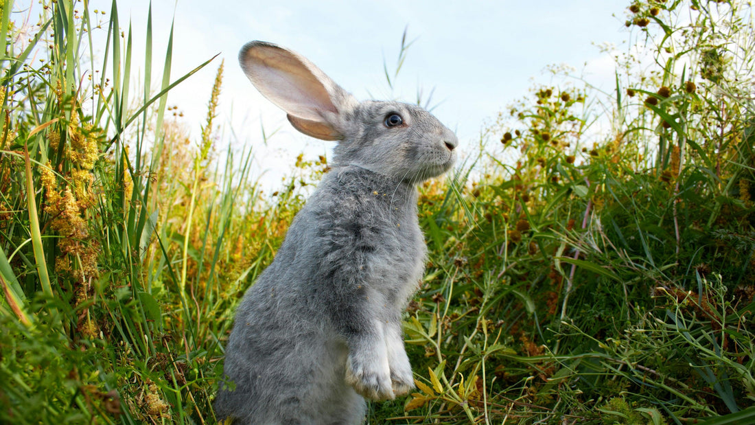 Krafttier Hase: Entdecke deine innere Stärke & Schnelligkeit