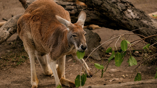 Krafttier Känguru: Stärke, Bewegung & positive Entwicklung