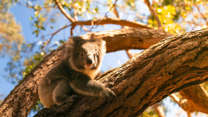 Krafttier Koala: Gelassenheit, Entspannung & innere Balance – spirituelle Bedeutung & Wissen | Temple of Desire