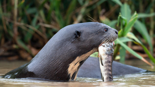 Krafttier Otter: Verspieltheit, Anpassungsfähigkeit & Intuition
