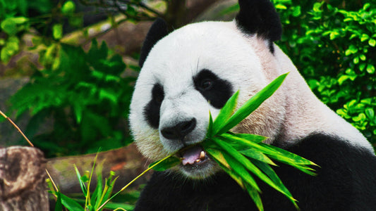 Krafttier Panda:  Ruhe, Frieden & innere Balance