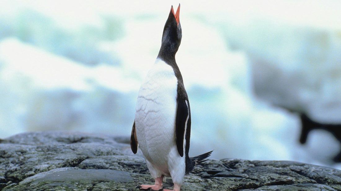 Krafttier Pinguin: Anpassungsfähigkeit, Loyalität & Ausdauer