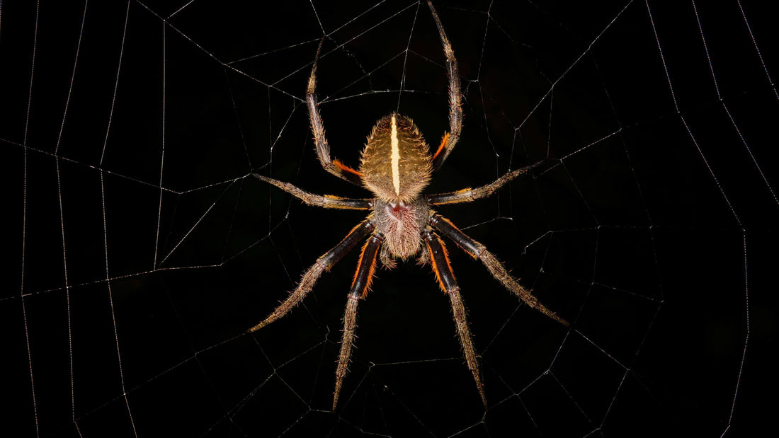 Krafttier Spinne: Entdecke deine innere Stärke & Kreativität