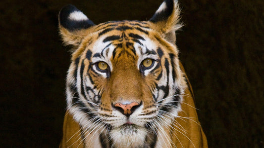 Krafttier Tiger: Entdecke deine innere Stärke & Leidenschaft