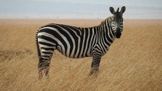 Krafttier Zebra: Freiheit, Vielfalt & innere Stärke