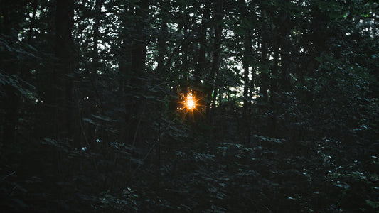 Schattenintegration: Meistere deine dunkle Seite