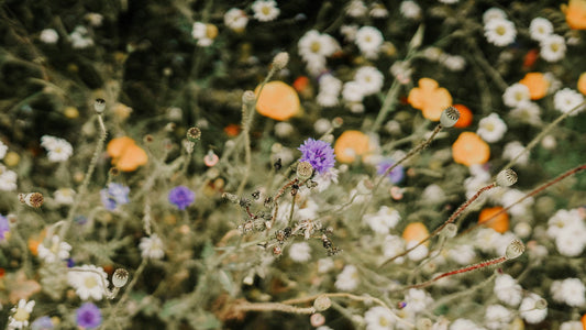 Zwillingsflamme Phasen: Begegnung, Trennung & Wiedervereinigung