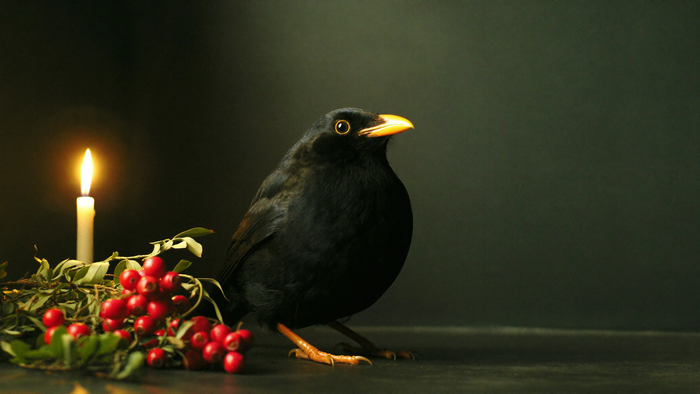 Amselmännchen mit gelbem Schnabel im Kerzenlicht neben roten Beeren – Amsel spirituelle Bedeutung