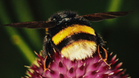 Dunkle Erdhummel mit gelben Binden und cremeweißer Hinterleibsspitze auf einer violetten Distelblüte im Kerzenlicht