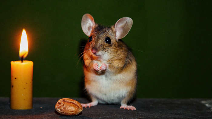 Kleine Waldmaus mit großen Ohren und dunklen Augen sitzt aufrecht auf dunklem Stein neben einer Nuss, links brennt eine Kerze – Titelbild zur spirituellen Bedeutung der Maus