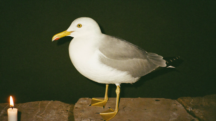 Möwe im Profil auf einem Steinsims, gelber Schnabel mit rotem Fleck am Unterschnabel, Kerzenlicht von links vor dunkelgrüner Wand