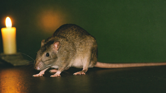 Braune Ratte mit langem nacktem Schwanz auf dunklem Stein, links brennt eine Kerze – Titelbild zur spirituellen Bedeutung der Ratte