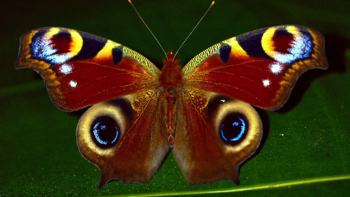 Schmetterling spirituelle Bedeutung: Tagpfauenauge mit vier Augenflecken auf einem dunkelgrünen Blatt im warmen Kerzenlicht