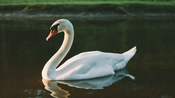 Höckerschwan auf dunklem, stillem Wasser im warmen Abendlicht vor grüner Uferböschung