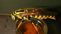 Wespe auf dem Rand eines Marmeladenglases im Kerzenlicht vor dunkelgrüner Wand