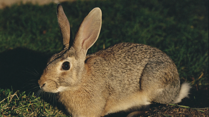 Wildkaninchen mit graubraunem Fell, dunklem Auge und weißem Stummelschwanz sitzt im Seitenprofil im kurzen Gras, warmes Seitenlicht